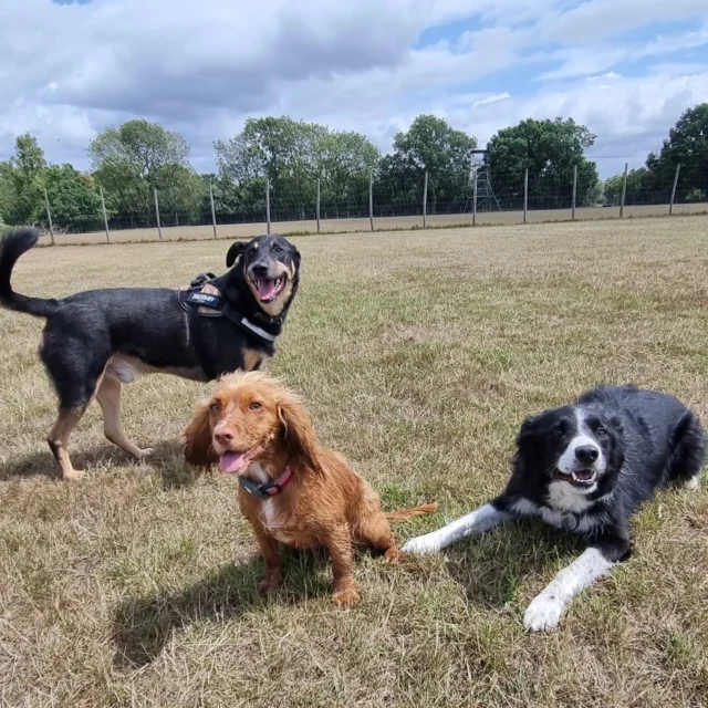 Dog Walking Services by Darren Larkin is the only independent business in the area that utilities a fully enclosed field for your dog/s safety.

Sessions ✔️
Wellness checks ✔️ 
Pet sitting ✔️
Out-of-Hours ✔️

For more information, please contact 07799 543484 or visit my website for more information. 

dogwalkingservicesdarrenlarkin.co.uk

I am listed on "The Good Dog Guide".

#DogWalker
#DogWalkersOfInstagram
#TonbridgeDogWalk
#TonbridgeDogWalker
#DogWalkerTonbridge
#TonbridgeBusiness

 © Darren Larkin photography 📸