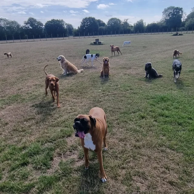 Dog Walking Services by Darren Larkin is the only independent business in the area that utilities a fully enclosed field for your dog/s safety.

Sessions ✔️
Wellness checks ✔️ 
Pet sitting ✔️
Out-of-Hours ✔️

For more information, please contact 07799 543484 or visit my website for more information. 

dogwalkingservicesdarrenlarkin.co.uk

I am listed on "The Good Dog Guide".

#DogWalker
#DogWalkersOfInstagram
#TonbridgeDogWalk
#TonbridgeDogWalker
#DogWalkerTonbridge
#TonbridgeBusiness

 © Darren Larkin photography 📸