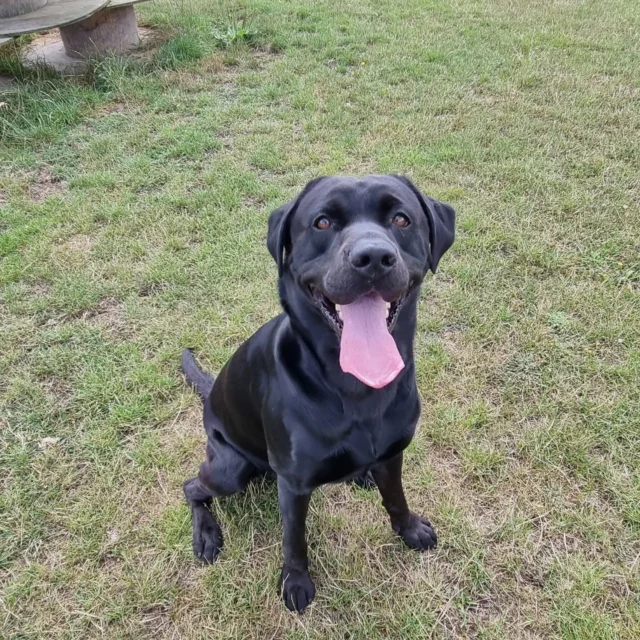 Please welcome Freddie to Dog Walking Services by Darren Larkin 🐕