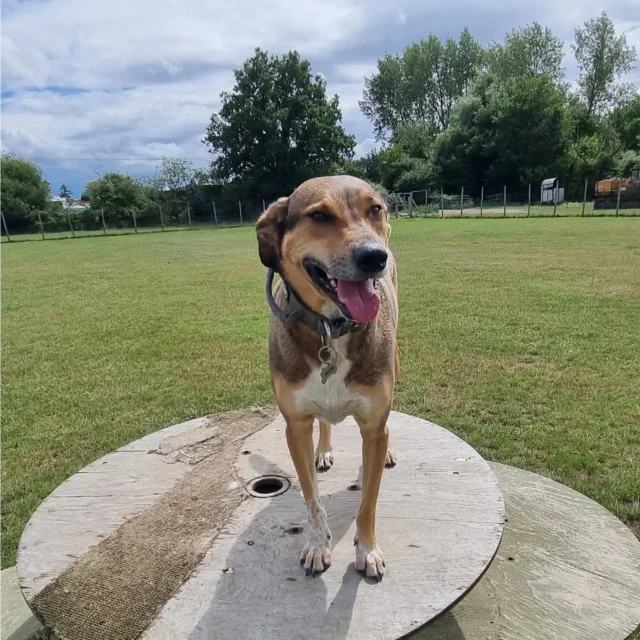 Dog Walking Services by Darren Larkin is the only independent business in the area that utilities a fully enclosed field for your dog/s safety.

Sessions ✔️
Wellness checks ✔️ 
Pet sitting ✔️
Out-of-Hours ✔️

For more information, please contact 07799 543484 or visit my website for more information. 

dogwalkingservicesdarrenlarkin.co.uk

I am listed on "The Good Dog Guide".

#DogWalker
#DogWalkersOfInstagram
#TonbridgeDogWalk
#TonbridgeDogWalker
#DogWalkerTonbridge
#TonbridgeBusiness

 © Darren Larkin photography 📸