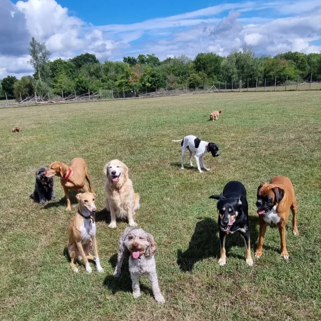 Dog Walking Services by Darren Larkin is the only independent business in the area that utilities a fully enclosed field for your dog/s safety.

Sessions ✔️
Wellness checks ✔️ 
Pet sitting ✔️
Out-of-Hours ✔️

For more information, please contact 07799 543484 or visit my website for more information. 

dogwalkingservicesdarrenlarkin.co.uk

I am listed on "The Good Dog Guide".

#DogWalker
#DogWalkersOfInstagram
#TonbridgeDogWalk
#TonbridgeDogWalker
#DogWalkerTonbridge
#TonbridgeBusiness

 © Darren Larkin photography 📸