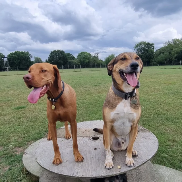 Dog Walking Services by Darren Larkin is the only independent business in the area that utilities a fully enclosed field for your dog/s safety.

Sessions ✔️
Wellness checks ✔️ 
Pet sitting ✔️
Out-of-Hours ✔️

For more information, please contact 07799 543484 or visit my website for more information. 

dogwalkingservicesdarrenlarkin.co.uk

I am listed on "The Good Dog Guide".

#DogWalker
#DogWalkersOfInstagram
#TonbridgeDogWalk
#TonbridgeDogWalker
#DogWalkerTonbridge
#TonbridgeBusiness

 © Darren Larkin photography 📸
