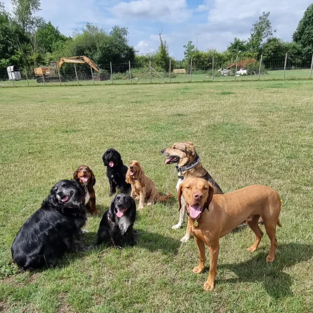 Dog Walking Services by Darren Larkin is the only independent business in the area that utilities a fully enclosed field for your dog/s safety.

Sessions ✔️
Wellness checks ✔️ 
Pet sitting ✔️
Out-of-Hours ✔️

For more information, please contact 07799 543484 or visit my website for more information. 

dogwalkingservicesdarrenlarkin.co.uk

I am listed on "The Good Dog Guide".

#DogWalker
#DogWalkersOfInstagram
#TonbridgeDogWalk
#TonbridgeDogWalker
#DogWalkerTonbridge
#TonbridgeBusiness

 © Darren Larkin photography 📸