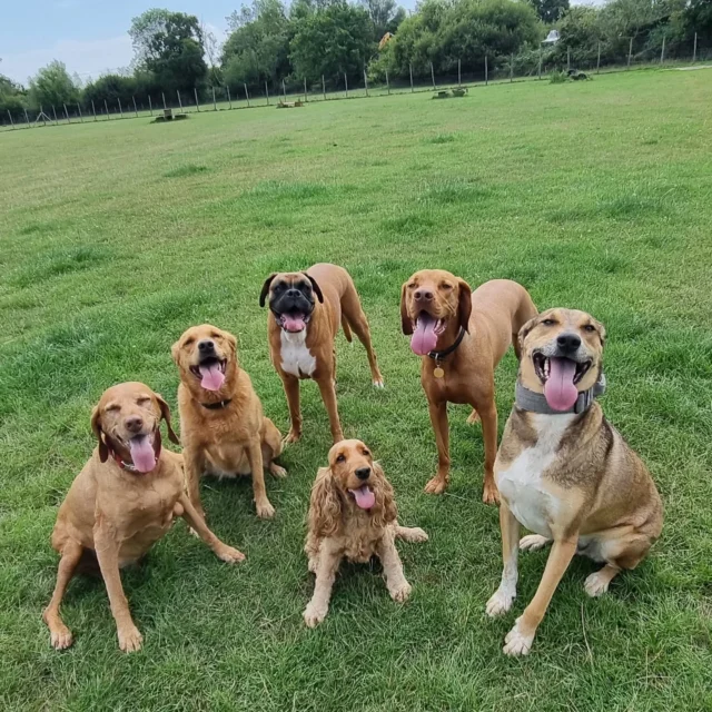 Dog Walking Services by Darren Larkin is the only independent business in the area that utilities a fully enclosed field for your dog/s safety.

Sessions ✔️
Wellness checks ✔️ 
Pet sitting ✔️
Out-of-Hours ✔️

For more information, please contact 07799 543484 or visit my website for more information. 

dogwalkingservicesdarrenlarkin.co.uk

I am listed on "The Good Dog Guide".

#DogWalker
#DogWalkersOfInstagram
#TonbridgeDogWalk
#TonbridgeDogWalker
#DogWalkerTonbridge
#TonbridgeBusiness

 © Darren Larkin photography 📸