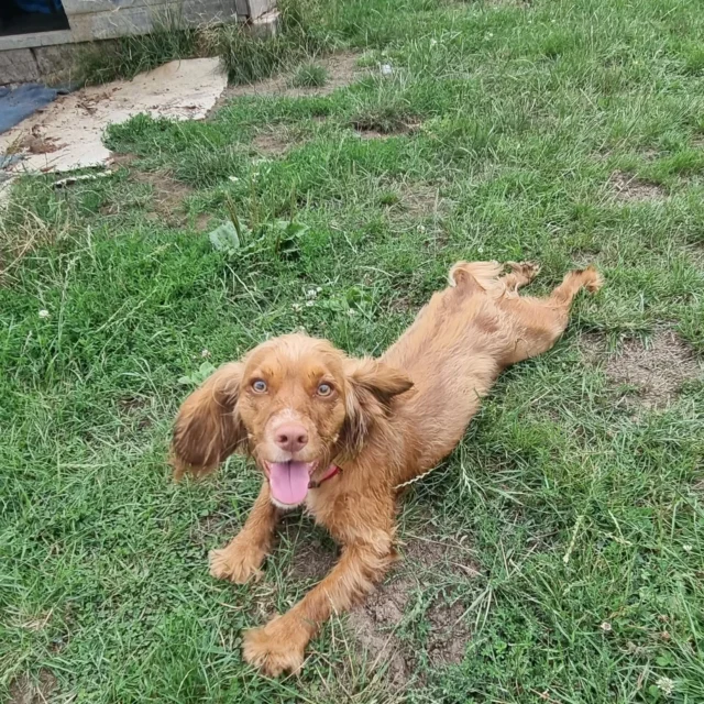 Today, Dog Walking Services by Darren Larkin says goodbye to little Xena, the foster dog.

It's been a real privilege to bring you on further with your socialisation skills to join your forever home this weekend. 

Good luck Xena from all your friends at Dog Walking Services by Darren Larkin 🐕 

We will miss you dearly 😢 💔