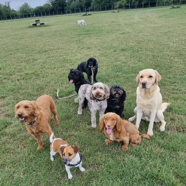 Dog Walking Services by Darren Larkin is the only independent business in the area that utilities a fully enclosed field for your dog/s safety.

Sessions ✔️
Wellness checks ✔️ 
Pet sitting ✔️
Out-of-Hours ✔️

For more information, please contact 07799 543484 or visit my website for more information. 

dogwalkingservicesdarrenlarkin.co.uk

I am listed on "The Good Dog Guide".

#DogWalker
#DogWalkersOfInstagram
#TonbridgeDogWalk
#TonbridgeDogWalker
#DogWalkerTonbridge
#TonbridgeBusiness

 © Darren Larkin photography 📸