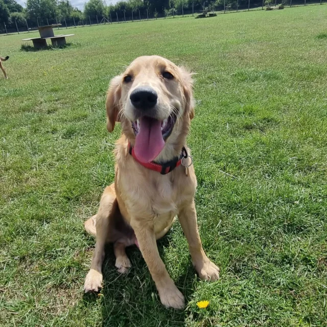 Please welcome JJ to Dog Walking Services by Darren Larkin 🐕