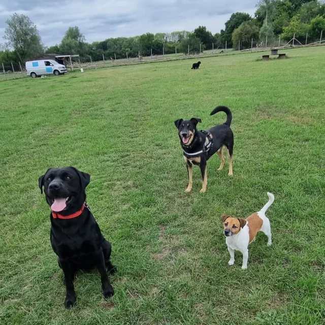 Dog Walking Services by Darren Larkin is the only independent business in the area that utilities a fully enclosed field for your dog/s safety.

Sessions ✔️
Wellness checks ✔️ 
Pet sitting ✔️
Out-of-Hours ✔️

For more information, please contact 07799 543484 or visit my website for more information. 

dogwalkingservicesdarrenlarkin.co.uk

I am listed on "The Good Dog Guide".

#DogWalker
#DogWalkersOfInstagram
#TonbridgeDogWalk
#TonbridgeDogWalker
#DogWalkerTonbridge
#TonbridgeBusiness

 © Darren Larkin photography 📸