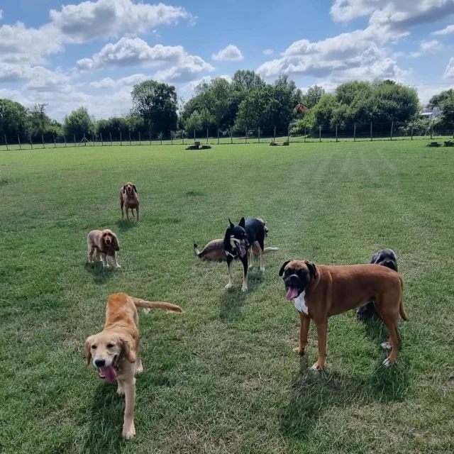 Dog Walking Services by Darren Larkin is the only independent business in the area that utilities a fully enclosed field for your dog/s safety.

Sessions ✔️
Wellness checks ✔️ 
Pet sitting ✔️
Out-of-Hours ✔️

For more information, please contact 07799 543484 or visit my website for more information. 

dogwalkingservicesdarrenlarkin.co.uk

I am listed on "The Good Dog Guide".

#DogWalker
#DogWalkersOfInstagram
#TonbridgeDogWalk
#TonbridgeDogWalker
#DogWalkerTonbridge
#TonbridgeBusiness

 © Darren Larkin photography 📸