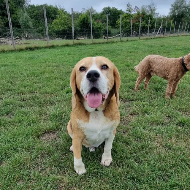 Today is very emotional as my amazing Beagle "Bailey" will be leaving Tonbridge for pastures new.

It's been an honour to have known you and had so much fun playing in the group. 🐕 

We are all going to miss you and your humour so much.

I hope you are looking forward to your new home and the next phase in your life.
