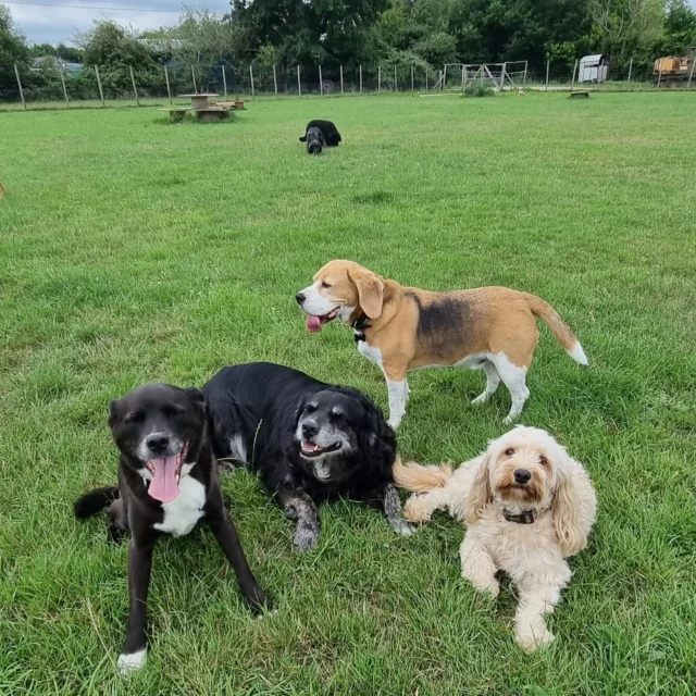 Dog Walking Services by Darren Larkin is the only independent business in the area that utilities a fully enclosed field for your dog/s safety.

Sessions ✔️
Wellness checks ✔️ 
Pet sitting ✔️
Out-of-Hours ✔️

For more information, please contact 07799 543484 or visit my website for more information. 

dogwalkingservicesdarrenlarkin.co.uk

I am listed on "The Good Dog Guide".

#DogWalker
#DogWalkersOfInstagram
#TonbridgeDogWalk
#TonbridgeDogWalker
#DogWalkerTonbridge
#TonbridgeBusiness

 © Darren Larkin photography 📸