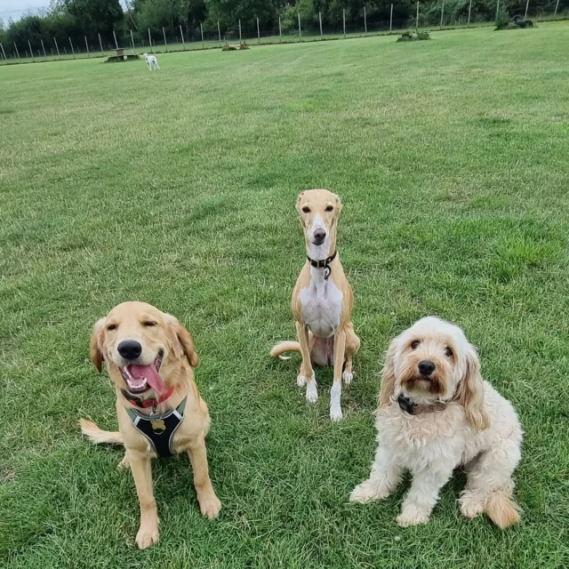 Dog Walking Services by Darren Larkin is the only independent business in the area that utilities a fully enclosed field for your dog/s safety.

Sessions ✔️
Wellness checks ✔️ 
Pet sitting ✔️
Out-of-Hours ✔️

For more information, please contact 07799 543484 or visit my website for more information. 

dogwalkingservicesdarrenlarkin.co.uk

I am listed on "The Good Dog Guide".

#DogWalker
#DogWalkersOfInstagram
#TonbridgeDogWalk
#TonbridgeDogWalker
#DogWalkerTonbridge
#TonbridgeBusiness

 © Darren Larkin photography 📸