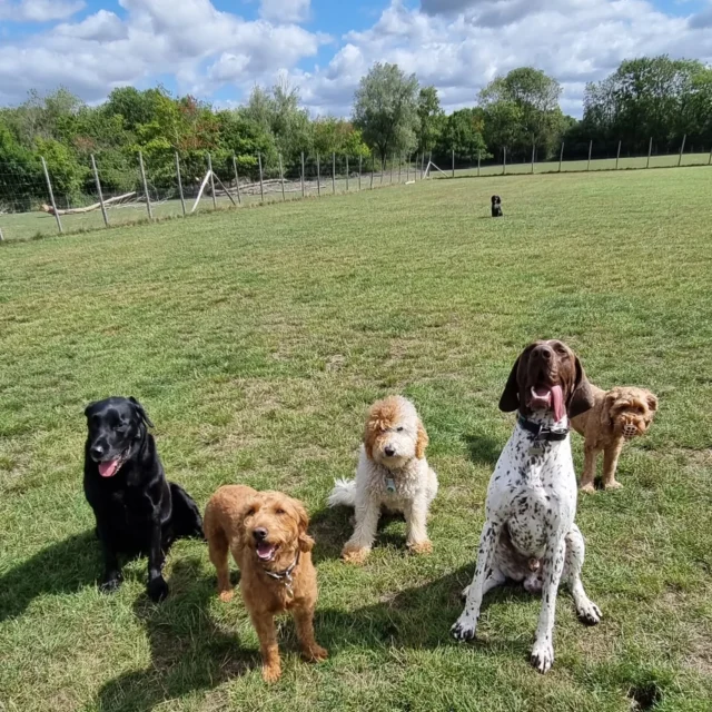 Dog Walking Services by Darren Larkin is the only independent business in the area that utilities a fully enclosed field for your dog/s safety.

Sessions ✔️
Wellness checks ✔️ 
Pet sitting ✔️
Out-of-Hours ✔️

For more information, please contact 07799 543484 or visit my website for more information. 

dogwalkingservicesdarrenlarkin.co.uk

I am listed on "The Good Dog Guide".

#DogWalker
#DogWalkersOfInstagram
#TonbridgeDogWalk
#TonbridgeDogWalker
#DogWalkerTonbridge
#TonbridgeBusiness

 © Darren Larkin photography 📸