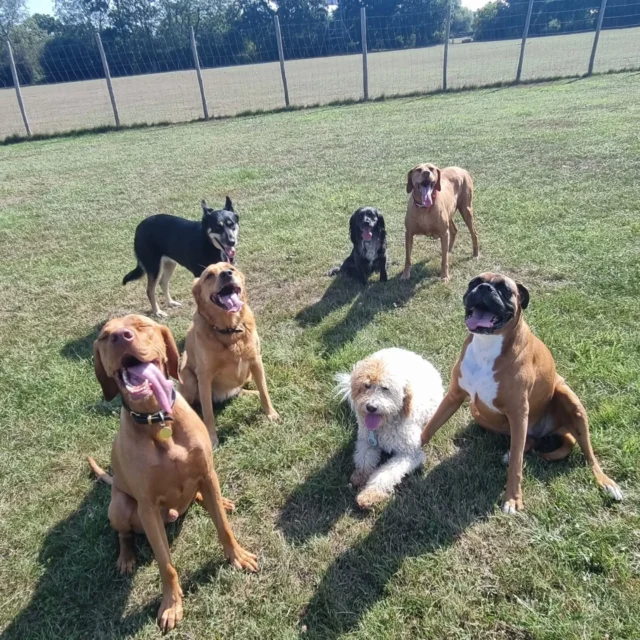Dog Walking Services by Darren Larkin is the only independent business in the area that utilities a fully enclosed field for your dog/s safety.

Sessions ✔️
Wellness checks ✔️ 
Pet sitting ✔️
Out-of-Hours ✔️

For more information, please contact 07799 543484 or visit my website for more information. 

dogwalkingservicesdarrenlarkin.co.uk

I am listed on "The Good Dog Guide".

#DogWalker
#DogWalkersOfInstagram
#TonbridgeDogWalk
#TonbridgeDogWalker
#DogWalkerTonbridge
#TonbridgeBusiness

 © Darren Larkin photography 📸