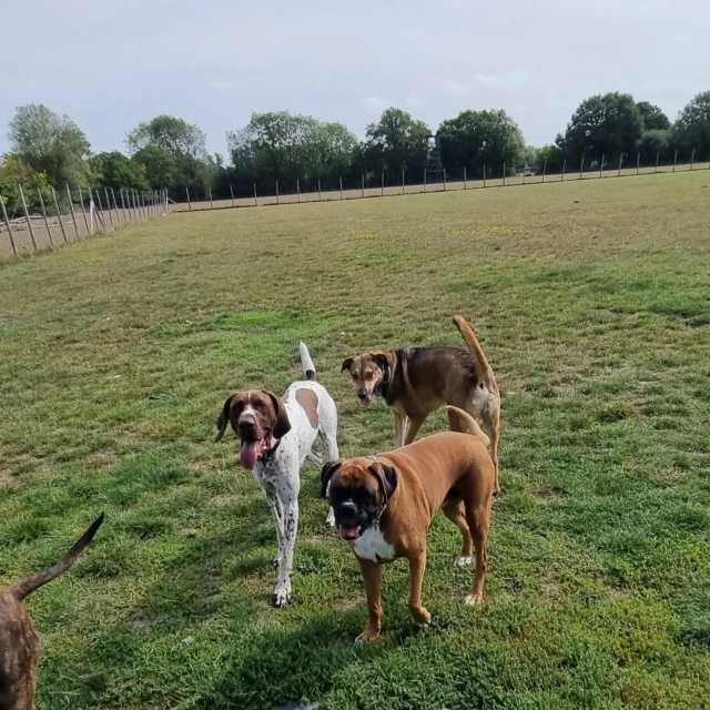 Dog Walking Services by Darren Larkin is the only independent business in the area that utilities a fully enclosed field for your dog/s safety.

Single Sessions ✔️
All-Day Sessions ✔️
Wellness checks ✔️ 
Home Pet Services ✔️
Pet sitting ✔️
Out-of-Hours Service ✔️

For more information, please contact 07799 543484 or visit the website for more information. 

dogwalkingservicesdarrenlarkin.co.uk

I am listed on "The Good Dog Guide."

#DogWalker
#DogWalkersOfInstagram
#TonbridgeDogWalk
#TonbridgeDogWalker
#DogWalkerTonbridge
#TonbridgeBusiness

 © Darren Larkin photography 📸