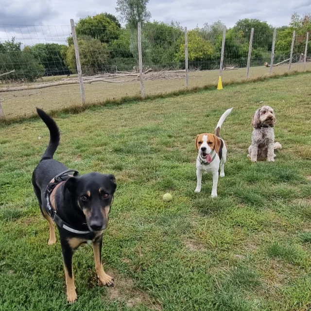 Dog Walking Services by Darren Larkin is the only independent business in the area that utilities a fully enclosed field for your dog/s safety.

Single Sessions ✔️
All-Day Sessions ✔️
Wellness checks ✔️ 
Home Pet Services ✔️
Pet sitting ✔️
Out-of-Hours Service ✔️

For more information, please contact 07799 543484 or visit the website for more information. 

dogwalkingservicesdarrenlarkin.co.uk

I am listed on "The Good Dog Guide."

#DogWalker
#DogWalkersOfInstagram
#TonbridgeDogWalk
#TonbridgeDogWalker
#DogWalkerTonbridge
#TonbridgeBusiness

 © Darren Larkin photography 📸