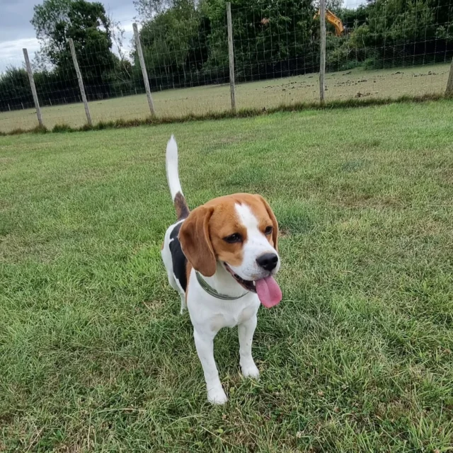 Please welcome Dennis to Dog Walking Services by Darren Larkin 🐕