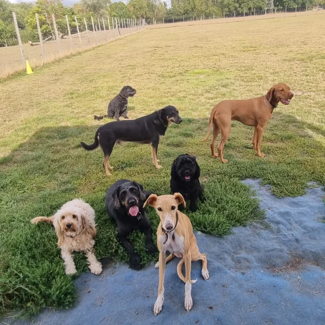 Dog Walking Services by Darren Larkin is the only independent business in the area that utilities a fully enclosed field for your dog/s safety.

Single Sessions ✔️
All-Day Sessions ✔️
Wellness checks ✔️ 
Home Pet Services ✔️
Pet sitting ✔️
Out-of-Hours Service ✔️

For more information, please contact 07799 543484 or visit the website for more information. 

dogwalkingservicesdarrenlarkin.co.uk

I am listed on "The Good Dog Guide."

#DogWalker
#DogWalkersOfInstagram
#TonbridgeDogWalk
#TonbridgeDogWalker
#DogWalkerTonbridge
#TonbridgeBusiness

 © Darren Larkin photography 📸