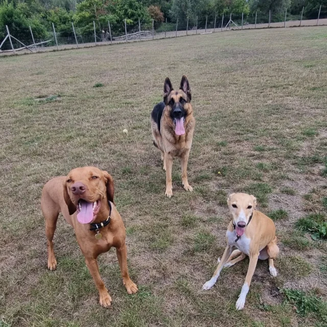 Dog Walking Services by Darren Larkin is the only independent business in the area that utilities a fully enclosed field for your dog/s safety.

Single Sessions ✔️
All-Day Sessions ✔️
Wellness checks ✔️ 
Home Pet Services ✔️
Pet sitting ✔️
Out-of-Hours Service ✔️

For more information, please contact 07799 543484 or visit the website for more information. 

dogwalkingservicesdarrenlarkin.co.uk

I am listed on "The Good Dog Guide."

#DogWalker
#DogWalkersOfInstagram
#TonbridgeDogWalk
#TonbridgeDogWalker
#DogWalkerTonbridge
#TonbridgeBusiness

 © Darren Larkin photography 📸