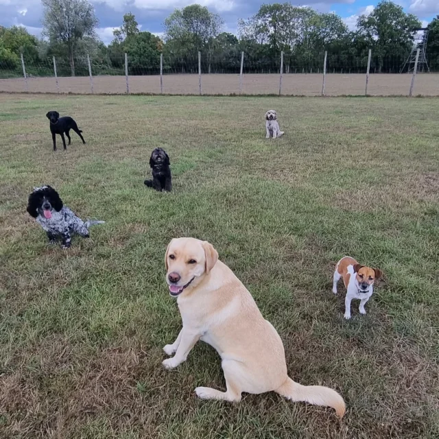 Dog Walking Services by Darren Larkin is the only independent business in the area that utilities a fully enclosed field for your dog/s safety.

Single Sessions ✔️
All-Day Sessions ✔️
Wellness checks ✔️ 
Home Pet Services ✔️
Pet sitting ✔️
Out-of-Hours Service ✔️

For more information, please contact 07799 543484 or visit the website for more information. 

dogwalkingservicesdarrenlarkin.co.uk

I am listed on "The Good Dog Guide."

#DogWalker
#DogWalkersOfInstagram
#TonbridgeDogWalk
#TonbridgeDogWalker
#DogWalkerTonbridge
#TonbridgeBusiness

 © Darren Larkin photography 📸