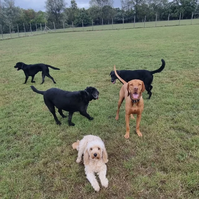 Equally busy afternoon session for Dog Walking Services by Darren Larkin 🐕