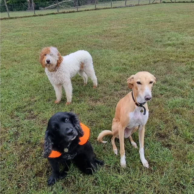 Dog Walking Services by Darren Larkin is the only independent business in the area that utilities a fully enclosed field for your dog/s safety.

Single Sessions ✔️
All-Day Sessions ✔️
Wellness checks ✔️ 
Home Pet Services ✔️
Pet sitting ✔️
Out-of-Hours Service ✔️

For more information, please contact 07799 543484 or visit the website for more information. 

dogwalkingservicesdarrenlarkin.co.uk

I am listed on "The Good Dog Guide."

#DogWalker
#DogWalkersOfInstagram
#TonbridgeDogWalk
#TonbridgeDogWalker
#DogWalkerTonbridge
#TonbridgeBusiness

 © Darren Larkin photography 📸