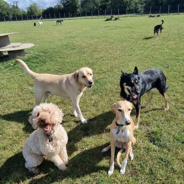 Dog Walking Services by Darren Larkin is the only independent business in the area that utilities a fully enclosed field for your dog/s safety.

Single Sessions ✔️
All-Day Sessions ✔️
Wellness checks ✔️ 
Home Pet Services ✔️
Pet sitting ✔️
Out-of-Hours Service ✔️

For more information, please contact 07799 543484 or visit the website for more information. 

dogwalkingservicesdarrenlarkin.co.uk

I am listed on "The Good Dog Guide."

#DogWalker
#DogWalkersOfInstagram
#TonbridgeDogWalk
#TonbridgeDogWalker
#DogWalkerTonbridge
#TonbridgeBusiness

 © Darren Larkin photography 📸