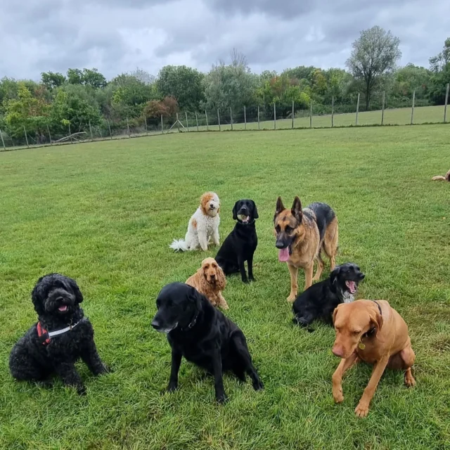 Busy morning for Dog Walking Services by Darren Larkin 🐕