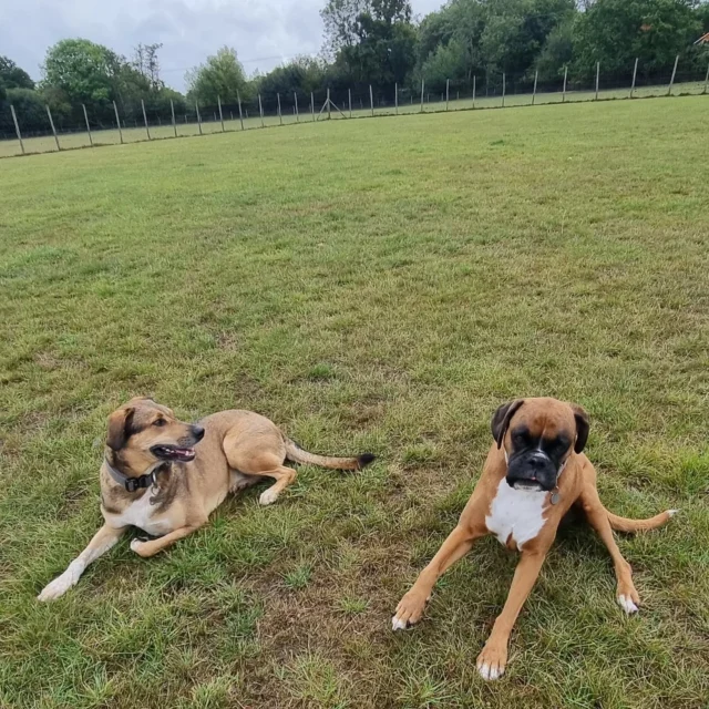 Dog Walking Services by Darren Larkin is the only independent business in the area that utilities a fully enclosed field for your dog/s safety.

Single Sessions ✔️
All-Day Sessions ✔️
Wellness checks ✔️ 
Home Pet Services ✔️
Pet sitting ✔️
Out-of-Hours Service ✔️

For more information, please contact 07799 543484 or visit the website for more information. 

dogwalkingservicesdarrenlarkin.co.uk

I am listed on "The Good Dog Guide."

#DogWalker
#DogWalkersOfInstagram
#TonbridgeDogWalk
#TonbridgeDogWalker
#DogWalkerTonbridge
#TonbridgeBusiness

 © Darren Larkin photography 📸