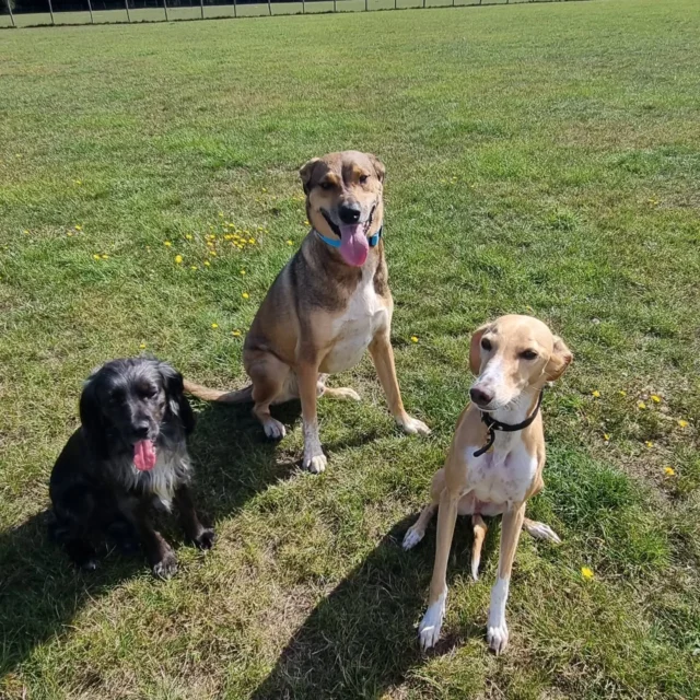 Dog Walking Services by Darren Larkin is the only independent business in the area that utilities a fully enclosed field for your dog/s safety.

Single Sessions ✔️
All-Day Sessions ✔️
Wellness checks ✔️ 
Home Pet Services ✔️
Pet sitting ✔️
Out-of-Hours Service ✔️

For more information, please contact 07799 543484 or visit the website for more information. 

dogwalkingservicesdarrenlarkin.co.uk

I am listed on "The Good Dog Guide."

#DogWalker
#DogWalkersOfInstagram
#TonbridgeDogWalk
#TonbridgeDogWalker
#DogWalkerTonbridge
#TonbridgeBusiness

 © Darren Larkin photography 📸