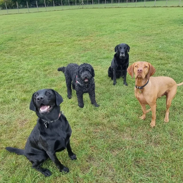 Dog Walking Services by Darren Larkin is the only independent business in the area that utilities a fully enclosed field for your dog/s safety.

Single Sessions ✔️
All-Day Sessions ✔️
Wellness checks ✔️ 
Home Pet Services ✔️
Pet sitting ✔️
Out-of-Hours Service ✔️

For more information, please contact 07799 543484 or visit the website for more information. 

dogwalkingservicesdarrenlarkin.co.uk

I am listed on "The Good Dog Guide."

#DogWalker
#DogWalkersOfInstagram
#TonbridgeDogWalk
#TonbridgeDogWalker
#DogWalkerTonbridge
#TonbridgeBusiness

 © Darren Larkin photography 📸