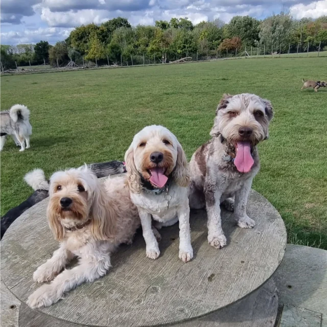 Dog Walking Services by Darren Larkin is the only independent business in the area that utilities a fully enclosed field for your dog/s safety.

Single Sessions ✔️
All-Day Sessions ✔️
Wellness checks ✔️ 
Home Pet Services ✔️
Pet sitting ✔️
Out-of-Hours Service ✔️

For more information, please contact 07799 543484 or visit the website for more information. 

dogwalkingservicesdarrenlarkin.co.uk

I am listed on "The Good Dog Guide."

#DogWalker
#DogWalkersOfInstagram
#TonbridgeDogWalk
#TonbridgeDogWalker
#DogWalkerTonbridge
#TonbridgeBusiness

 © Darren Larkin photography 📸