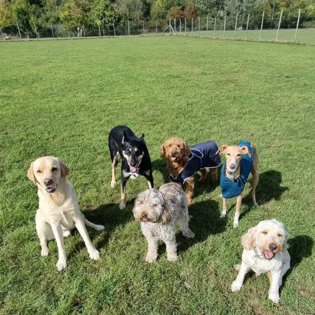 Dog Walking Services by Darren Larkin is the only independent business in the area that utilities a fully enclosed field for your dog/s safety.

Single Sessions ✔️
All-Day Sessions ✔️
Wellness checks ✔️ 
Home Pet Services ✔️
Pet sitting ✔️
Out-of-Hours Service ✔️

For more information, please contact 07799 543484 or visit the website for more information. 

dogwalkingservicesdarrenlarkin.co.uk

I am listed on "The Good Dog Guide."

#DogWalker
#DogWalkersOfInstagram
#TonbridgeDogWalk
#TonbridgeDogWalker
#DogWalkerTonbridge
#TonbridgeBusiness

 © Darren Larkin photography 📸