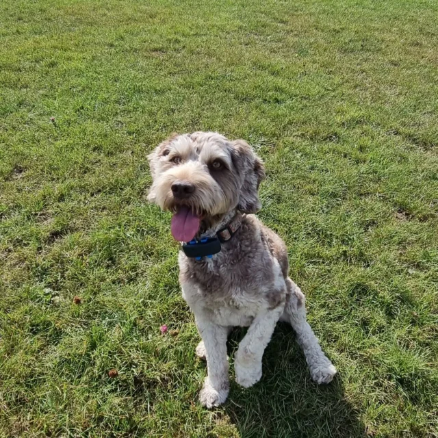 Please welcome Pippa to Dog Walking Services by Darren Larkin 🐕