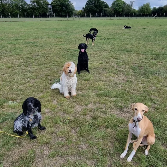 Dog Walking Services by Darren Larkin is the only independent business in the area that utilities a fully enclosed field for your dog/s safety.

Single Sessions ✔️
All-Day Sessions ✔️
Wellness checks ✔️ 
Home Pet Services ✔️
Pet sitting ✔️
Out-of-Hours Service ✔️

For more information, please contact 07799 543484 or visit the website for more information. 

dogwalkingservicesdarrenlarkin.co.uk

I am listed on "The Good Dog Guide."

#DogWalker
#DogWalkersOfInstagram
#TonbridgeDogWalk
#TonbridgeDogWalker
#DogWalkerTonbridge
#TonbridgeBusiness

 © Darren Larkin photography 📸