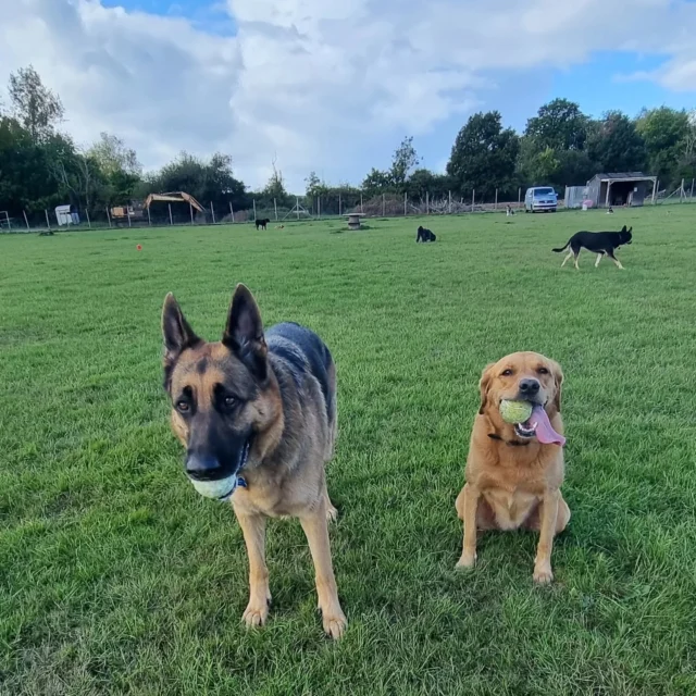 Dog Walking Services by Darren Larkin is the only independent business in the area that utilities a fully enclosed field for your dog/s safety.

Single Sessions ✔️
All-Day Sessions ✔️
Wellness checks ✔️ 
Home Pet Services ✔️
Pet sitting ✔️
Out-of-Hours Service ✔️

For more information, please contact 07799 543484 or visit the website for more information. 

dogwalkingservicesdarrenlarkin.co.uk

I am listed on "The Good Dog Guide."

#DogWalker
#DogWalkersOfInstagram
#TonbridgeDogWalk
#TonbridgeDogWalker
#DogWalkerTonbridge
#TonbridgeBusiness

 © Darren Larkin photography 📸