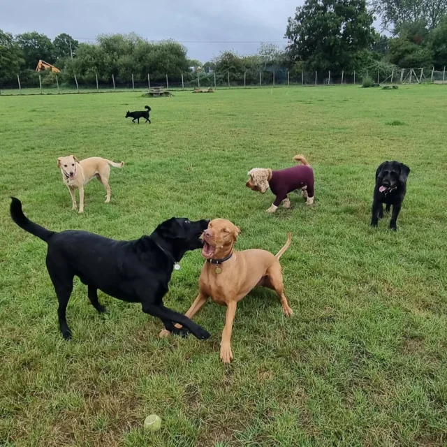 Dog Walking Services by Darren Larkin is the only independent business in the area that utilities a fully enclosed field for your dog/s safety.

Single Sessions ✔️
All-Day Sessions ✔️
Wellness checks ✔️ 
Home Pet Services ✔️
Pet sitting ✔️
Out-of-Hours Service ✔️

For more information, please contact 07799 543484 or visit the website for more information. 

dogwalkingservicesdarrenlarkin.co.uk

I am listed on "The Good Dog Guide."

#DogWalker
#DogWalkersOfInstagram
#TonbridgeDogWalk
#TonbridgeDogWalker
#DogWalkerTonbridge
#TonbridgeBusiness

 © Darren Larkin photography 📸