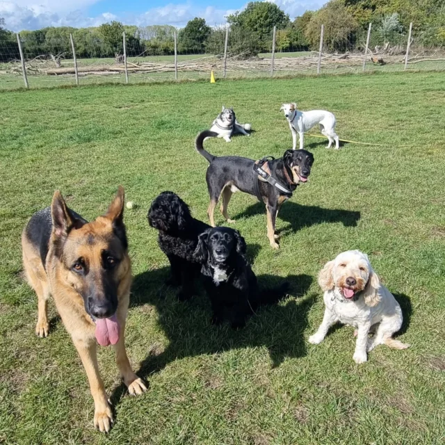 Dog Walking Services by Darren Larkin is the only independent business in the area that utilities a fully enclosed field for your dog/s safety.

Single Sessions ✔️
All-Day Sessions ✔️
Wellness checks ✔️ 
Home Pet Services ✔️
Pet sitting ✔️
Out-of-Hours Service ✔️

For more information, please contact 07799 543484 or visit the website for more information. 

dogwalkingservicesdarrenlarkin.co.uk

I am listed on "The Good Dog Guide."

#DogWalker
#DogWalkersOfInstagram
#TonbridgeDogWalk
#TonbridgeDogWalker
#DogWalkerTonbridge
#TonbridgeBusiness

 © Darren Larkin photography 📸