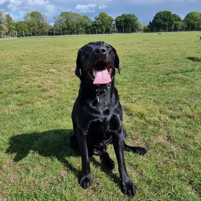 Please welcome Bear to Dog Walking Services by Darren Larkin 🐕