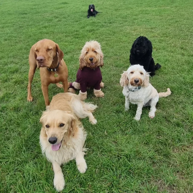 Dog Walking Services by Darren Larkin is the only independent business in the area that utilities a fully enclosed field for your dog/s safety.

Single Sessions ✔️
All-Day Sessions ✔️
Wellness checks ✔️ 
Home Pet Services ✔️
Pet sitting ✔️
Out-of-Hours Service ✔️

For more information, please contact 07799 543484 or visit the website for more information. 

dogwalkingservicesdarrenlarkin.co.uk

I am listed on "The Good Dog Guide."

#DogWalker
#DogWalkersOfInstagram
#TonbridgeDogWalk
#TonbridgeDogWalker
#DogWalkerTonbridge
#TonbridgeBusiness

 © Darren Larkin photography 📸