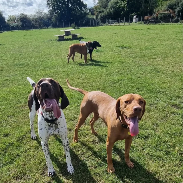 Dog Walking Services by Darren Larkin is the only independent business in the area that utilities a fully enclosed field for your dog/s safety.

Single Sessions ✔️
All-Day Sessions ✔️
Wellness checks ✔️ 
Home Pet Services ✔️
Pet sitting ✔️
Out-of-Hours Service ✔️

For more information, please contact 07799 543484 or visit the website for more information. 

dogwalkingservicesdarrenlarkin.co.uk

I am listed on "The Good Dog Guide."

#DogWalker
#DogWalkersOfInstagram
#TonbridgeDogWalk
#TonbridgeDogWalker
#DogWalkerTonbridge
#TonbridgeBusiness

 © Darren Larkin photography 📸