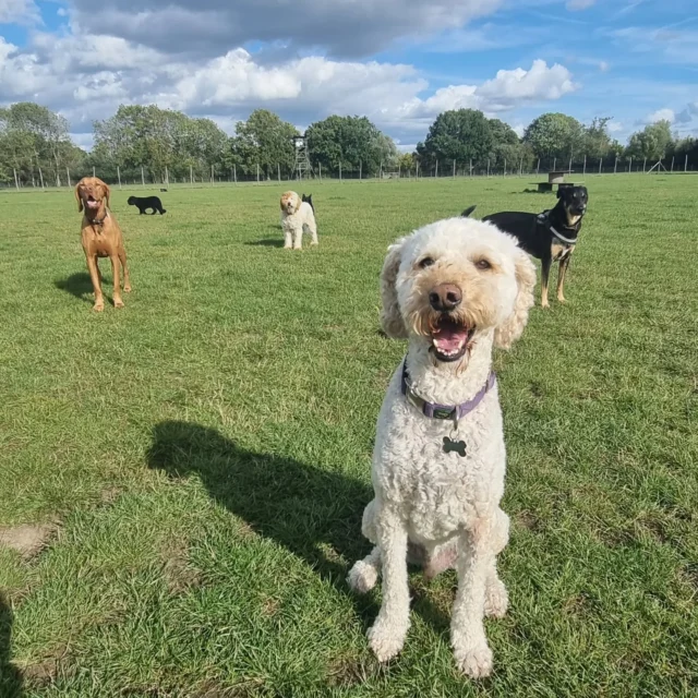Dog Walking Services by Darren Larkin is the only independent business in the area that utilities a fully enclosed field for your dog/s safety.

Single Sessions ✔️
All-Day Sessions ✔️
Wellness checks ✔️ 
Home Pet Services ✔️
Pet sitting ✔️
Out-of-Hours Service ✔️

For more information, please contact 07799 543484 or visit the website for more information. 

dogwalkingservicesdarrenlarkin.co.uk

I am listed on "The Good Dog Guide."

#DogWalker
#DogWalkersOfInstagram
#TonbridgeDogWalk
#TonbridgeDogWalker
#DogWalkerTonbridge
#TonbridgeBusiness

 © Darren Larkin photography 📸