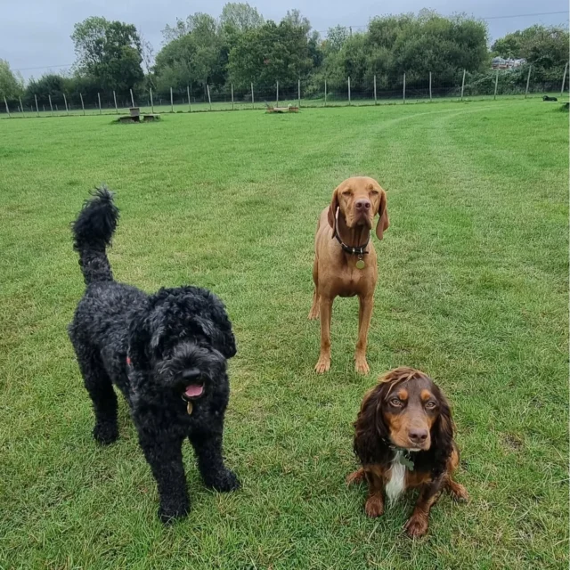 Dog Walking Services by Darren Larkin is the only independent business in the area that utilities a fully enclosed field for your dog/s safety.

Single Sessions ✔️
All-Day Sessions ✔️
Wellness checks ✔️ 
Home Pet Services ✔️
Pet sitting ✔️
Out-of-Hours Service ✔️

For more information, please contact 07799 543484 or visit the website for more information. 

dogwalkingservicesdarrenlarkin.co.uk

I am listed on "The Good Dog Guide."

#DogWalker
#DogWalkersOfInstagram
#TonbridgeDogWalk
#TonbridgeDogWalker
#DogWalkerTonbridge
#TonbridgeBusiness

 © Darren Larkin photography 📸