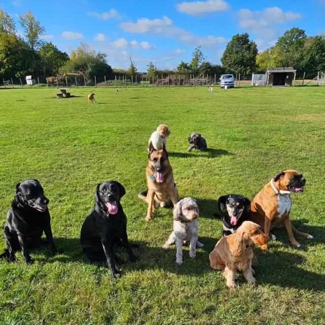 Dog Walking Services by Darren Larkin is the only independent business in the area that utilities a fully enclosed field for your dog/s safety.

Single Sessions ✔️
All-Day Sessions ✔️
Wellness checks ✔️ 
Home Pet Services ✔️
Pet sitting ✔️
Out-of-Hours Service ✔️

For more information, please contact 07799 543484 or visit the website for more information. 

dogwalkingservicesdarrenlarkin.co.uk

I am listed on "The Good Dog Guide."

#DogWalker
#DogWalkersOfInstagram
#TonbridgeDogWalk
#TonbridgeDogWalker
#DogWalkerTonbridge
#TonbridgeBusiness

 © Darren Larkin photography 📸