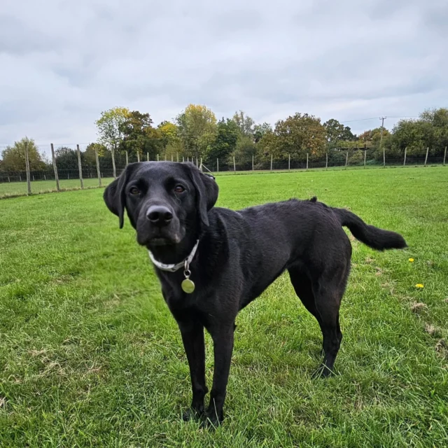 Dog Walking Services by Darren Larkin is the only independent business in the area that utilities a fully enclosed field for your dog/s safety.

Single Sessions ✔️
All-Day Sessions ✔️
Wellness checks ✔️ 
Home Pet Services ✔️
Pet sitting ✔️
Out-of-Hours Service ✔️

For more information, please contact 07799 543484 or visit the website for more information. 

dogwalkingservicesdarrenlarkin.co.uk

I am listed on "The Good Dog Guide."

#DogWalker
#DogWalkersOfInstagram
#TonbridgeDogWalk
#TonbridgeDogWalker
#DogWalkerTonbridge
#TonbridgeBusiness

 © Darren Larkin photography 📸