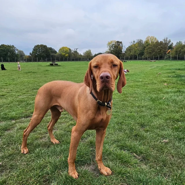 Dog Walking Services by Darren Larkin is the only independent business in the area that utilities a fully enclosed field for your dog/s safety.

Single Sessions ✔️
All-Day Sessions ✔️
Wellness checks ✔️ 
Home Pet Services ✔️
Pet sitting ✔️
Out-of-Hours Service ✔️

For more information, please contact 07799 543484 or visit the website for more information. 

dogwalkingservicesdarrenlarkin.co.uk

I am listed on "The Good Dog Guide."

#DogWalker
#DogWalkersOfInstagram
#TonbridgeDogWalk
#TonbridgeDogWalker
#DogWalkerTonbridge
#TonbridgeBusiness

 © Darren Larkin photography 📸