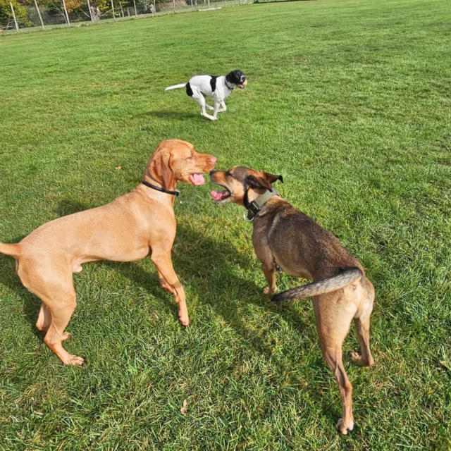 Dog Walking Services by Darren Larkin is the only independent business in the area that utilities a fully enclosed field for your dog/s safety.

Single Sessions ✔️
All-Day Sessions ✔️
Wellness checks ✔️ 
Home Pet Services ✔️
Pet sitting ✔️
Out-of-Hours Service ✔️

For more information, please contact 07799 543484 or visit the website for more information. 

dogwalkingservicesdarrenlarkin.co.uk

I am listed on "The Good Dog Guide."

#DogWalker
#DogWalkersOfInstagram
#TonbridgeDogWalk
#TonbridgeDogWalker
#DogWalkerTonbridge
#TonbridgeBusiness

 © Darren Larkin photography 📸