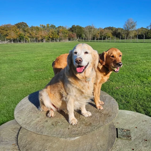 Dog Walking Services by Darren Larkin is the only independent business in the area that utilities a fully enclosed field for your dog/s safety.

Single Sessions ✔️
All-Day Sessions ✔️
Wellness checks ✔️ 
Home Pet Services ✔️
Pet sitting ✔️
Out-of-Hours Service ✔️

For more information, please contact 07799 543484 or visit the website for more information. 

dogwalkingservicesdarrenlarkin.co.uk

I am listed on "The Good Dog Guide."

#DogWalker
#DogWalkersOfInstagram
#TonbridgeDogWalk
#TonbridgeDogWalker
#DogWalkerTonbridge
#TonbridgeBusiness

 © Darren Larkin photography 📸