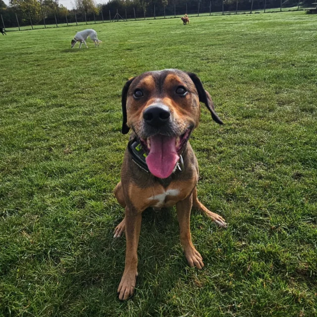 Please welcome Rupert to Dog Walking Services by Darren Larkin 🐕