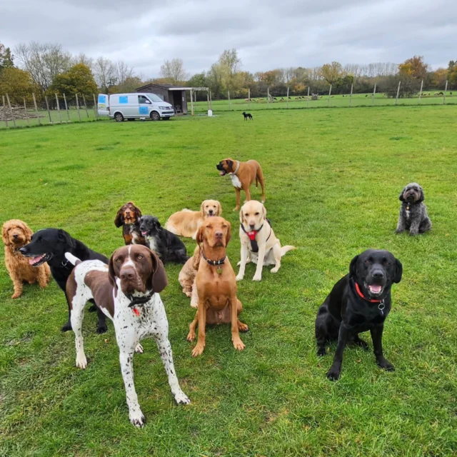 Dog Walking Services by Darren Larkin is the only independent business in the area that utilities a fully enclosed field for your dog/s safety.

Single Sessions ✔️
All-Day Sessions ✔️
Wellness checks ✔️ 
Home Pet Services ✔️
Pet sitting ✔️
Out-of-Hours Service ✔️

For more information, please contact 07799 543484 or visit the website for more information. 

dogwalkingservicesdarrenlarkin.co.uk

I am listed on "The Good Dog Guide."

#DogWalker
#DogWalkersOfInstagram
#TonbridgeDogWalk
#TonbridgeDogWalker
#DogWalkerTonbridge
#TonbridgeBusiness

 © Darren Larkin photography 📸